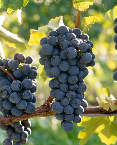  cluster of purple grapes