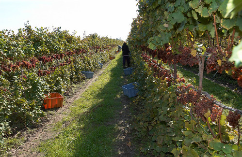 grape vineyard