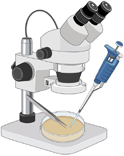 Stereomicroscope with Petri dish