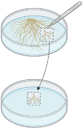 Petri dish with transformed roots