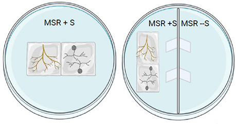 Petri dish with transformed roots and spores; MSR+S, MSR + S / MSR - S