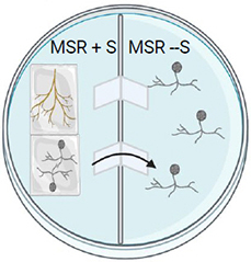 Petri dish with transformed roots and spores, MSR + S / MSR - S