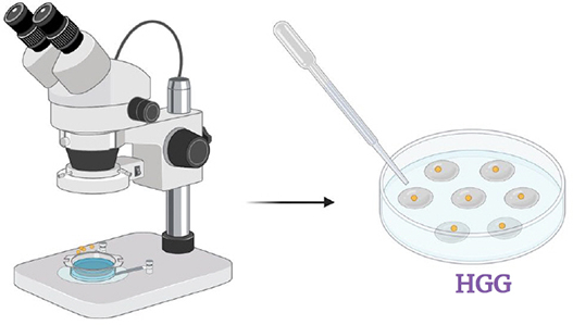 Stereomicroscope, Petri dish with HGG medium and spores