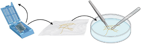 Histology cassette, roots on nylon mesh, Petri dish