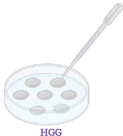 etri dish with HGG medium and roots
