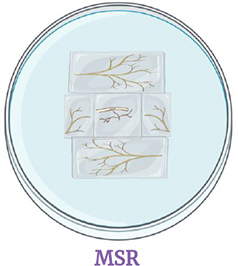 Petri dish with MSR medium and roots
