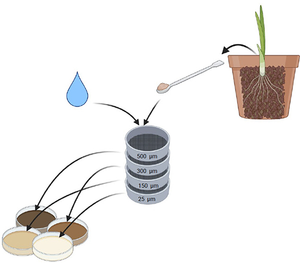 pot with soil and leek, 4 stack sieves: 500 μm, 300 μm, 150 μm, 25 μm, 4 pitri dishes with soil fractions