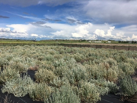 Winterfat, another native plant being grown in a nursery near Swift Current, Saskatchewan.