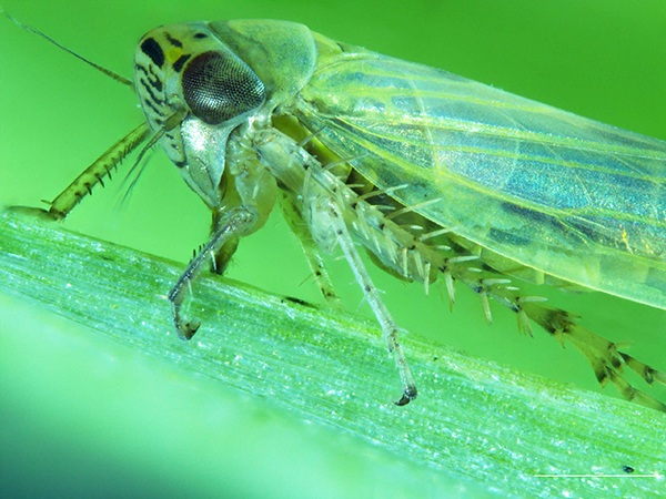 This aster leafhopper is being studied to find out if it carries the bacterium associated with aster yellows phytoplasma disease, which impacts canola crops.