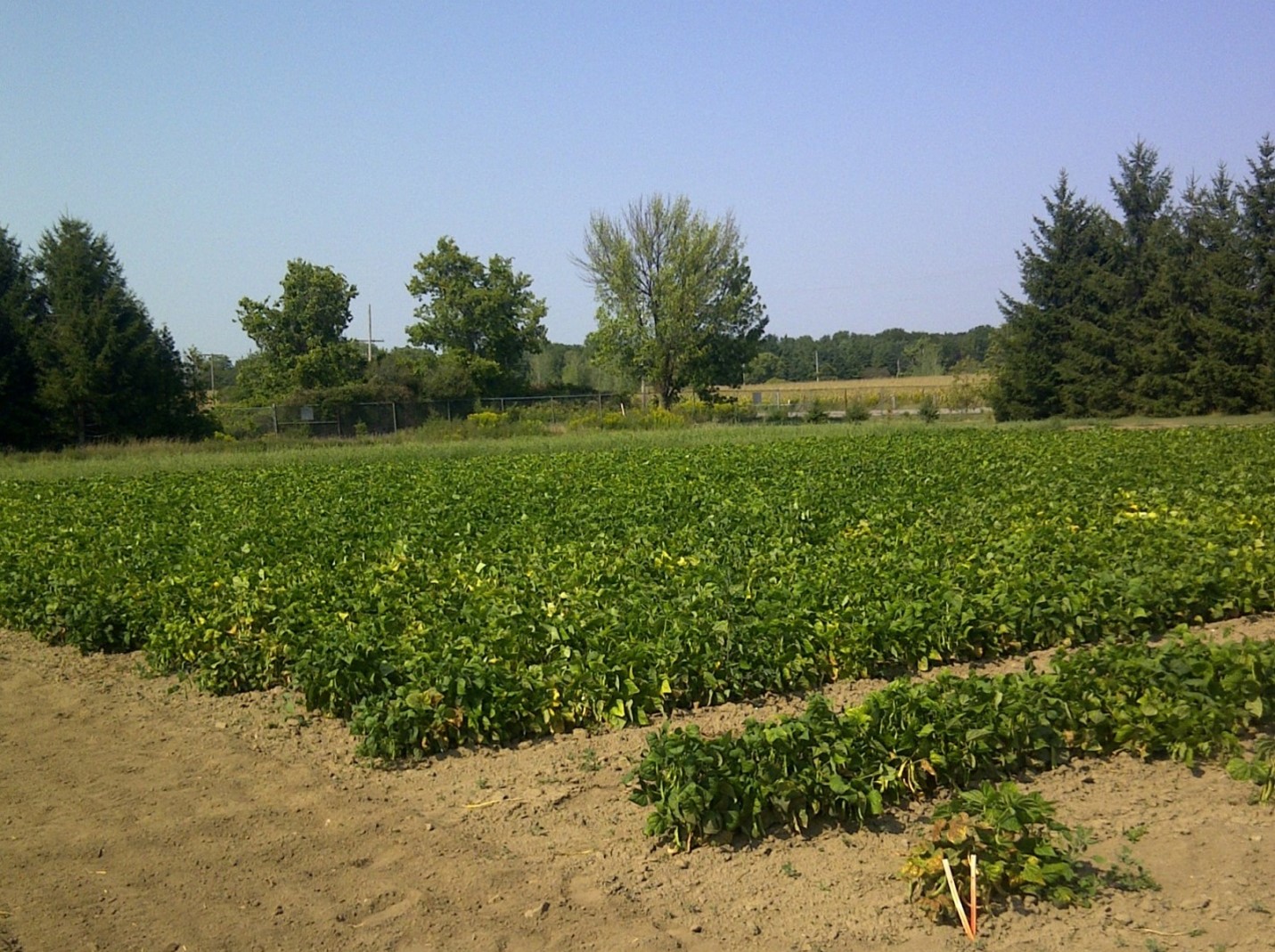 Outdoor field of mature common bean plants