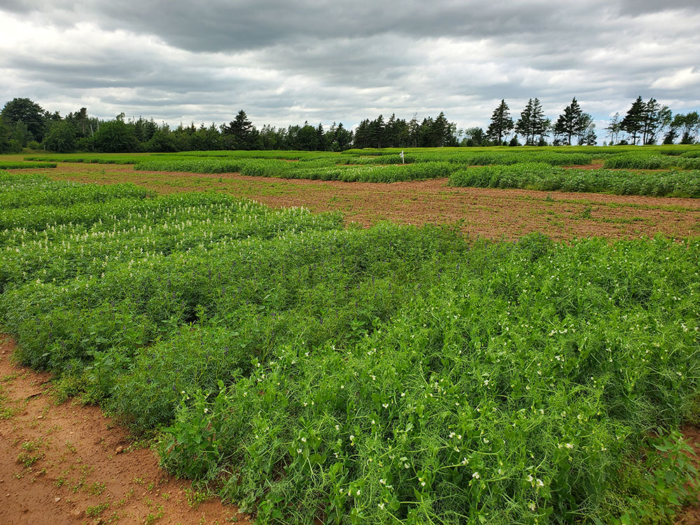 A fully green crop of sweet white lupin in a field.