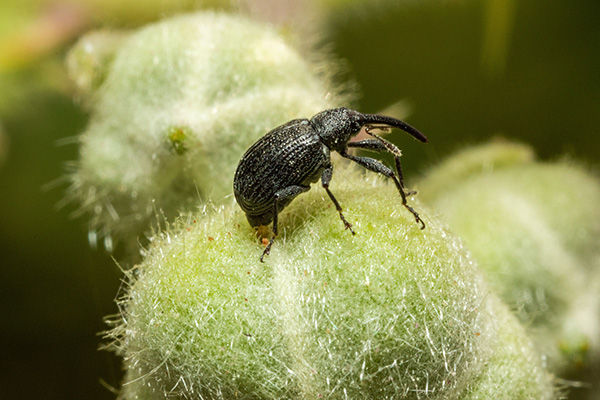 An adult strawberry blossom weevil