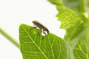 An insect eating through a leaf