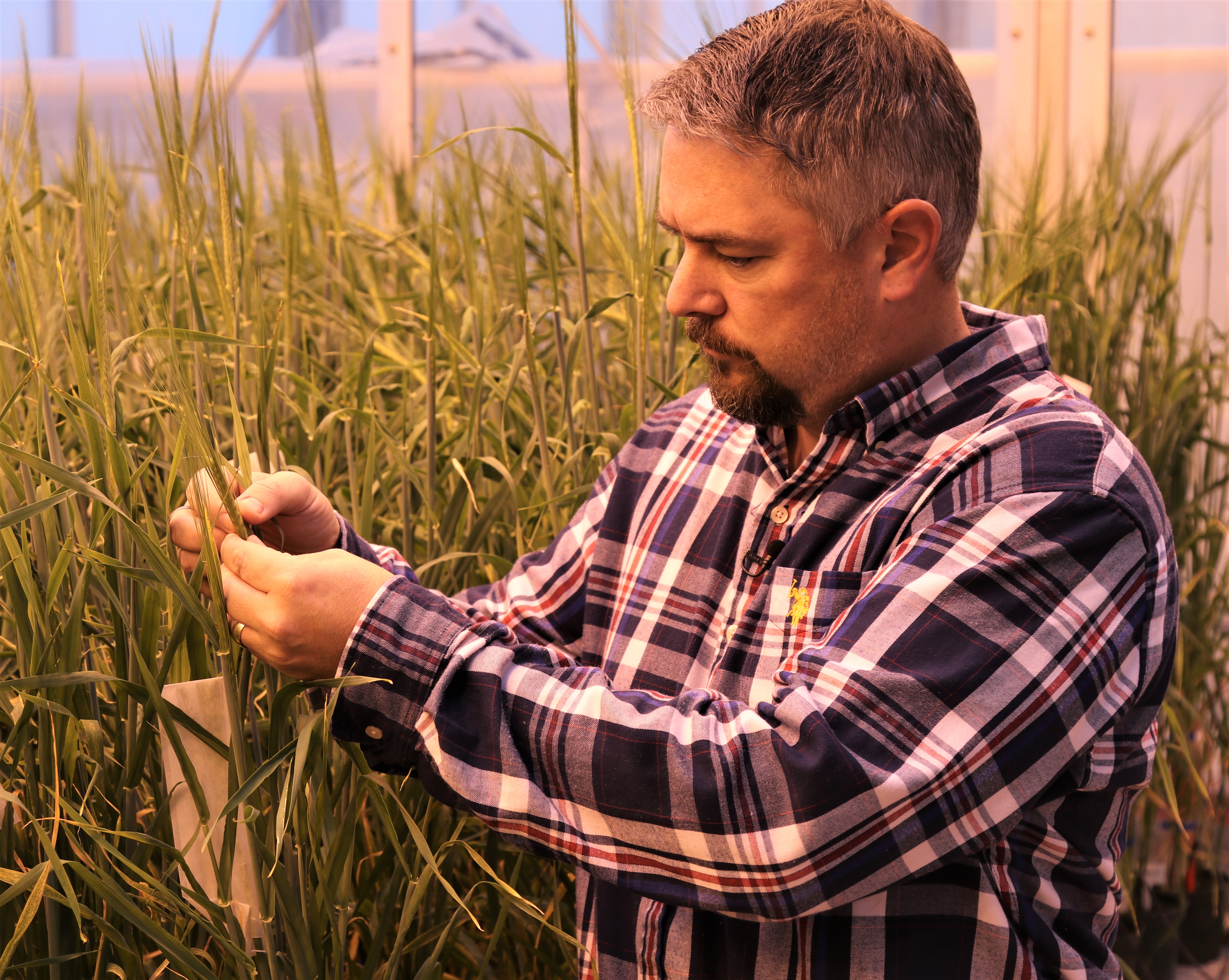 A researcher stands indoors in a greenhouse inspecting a wheat plant with his hands.