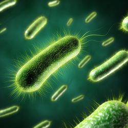 Gros plan sur une bactérie verte.