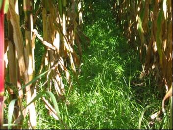 Italian ryegrass grows in between rows of corn.