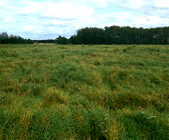 Canola field affected by blackleg disease, showing patches of yellowed tops