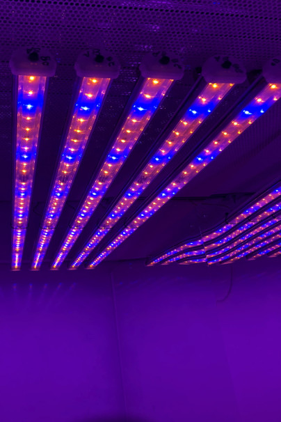 LED light fixtures on the ceiling of a greenhouse