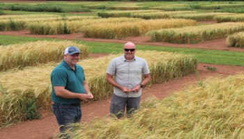 Dr. Aaron Mills and John Webster standing in a field of barley crops.