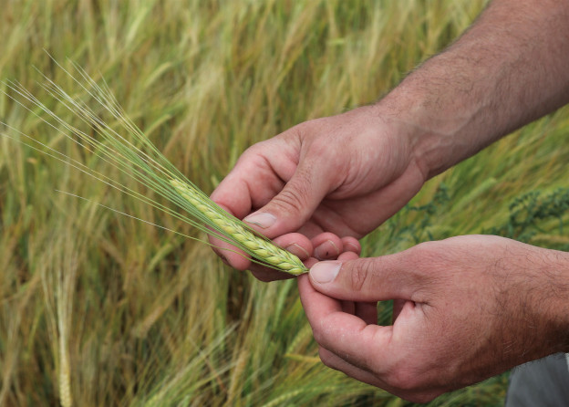 Hands of Dr. Aaron Mills holding barley with a crop in the background.