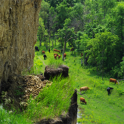 Cattle graze in a forest