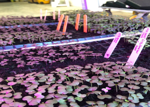 Small plants growing in a greenhouse under LED lights
