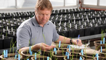 Dr. Brent McCallum inspects wheat seedlings in an AAFC greenhouse