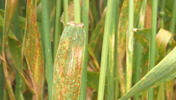 Close-up image of a bundle of wheat displaying wheat leaf rust disease