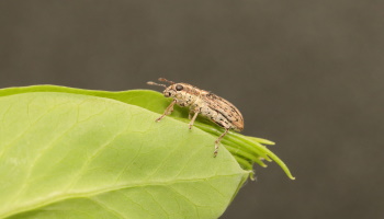 A pea leaf weevil sitting on the leaf of a pea plant. Pea leaf weevils are small in size (less than ½ cm) with blunt noses and striped forewings