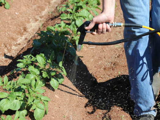 Scientist walking along a row of potato plants and spraying materials at weeds from the nozzle of a sandblaster.