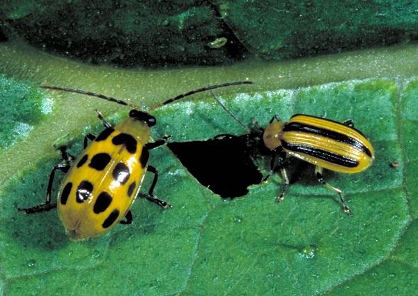 striped and spotted cucumber beetles on a leaf