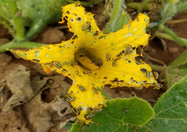 damaged yellow flower