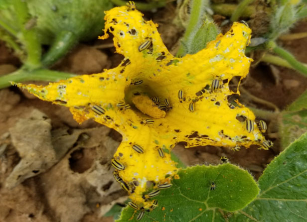 dommages causés à une fleur de cucurbitacée par la chrysomèle rayée du concombre