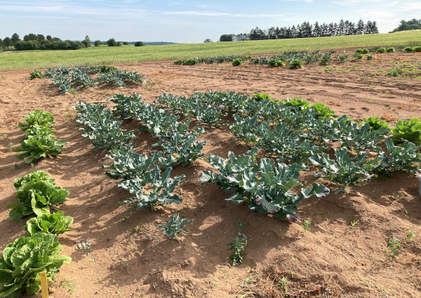 crops growing in field