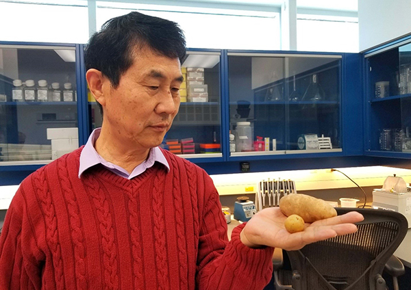 Xiu-Qing Li, Ph. D., dans un laboratoire, tenant des tubercules de pomme de terre
