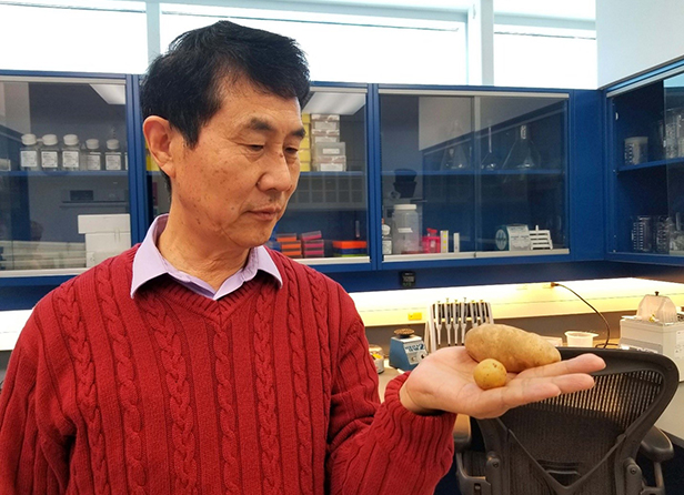 Dr. Xiu-Qing Li in lab, holding two potato tubers