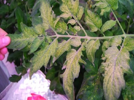 Tomato plant with yellow leaves.