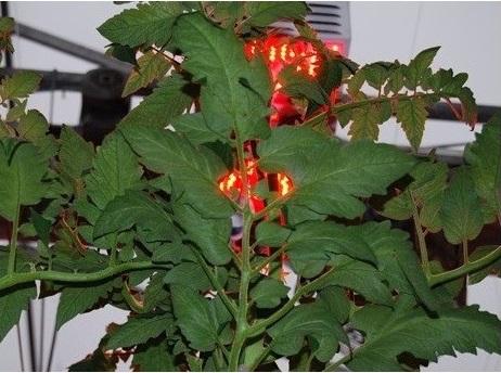 Photo showing the healthy leaves of tomato and pepper plants grown under continuous lighting.
