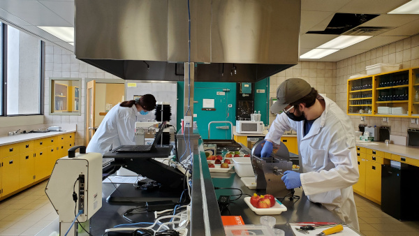 Two researchers in a laboratory using instruments to evaluate and measure apple samples.
