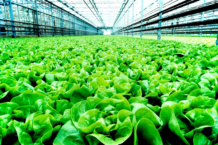 Large greenhouse with rows of ripe lettuce