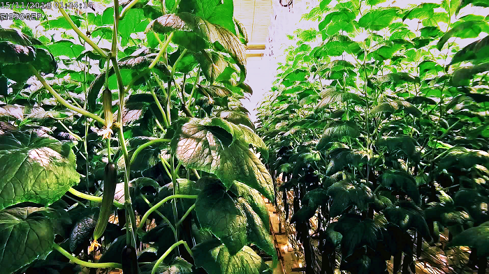 Farming of greenhouse cucumbers