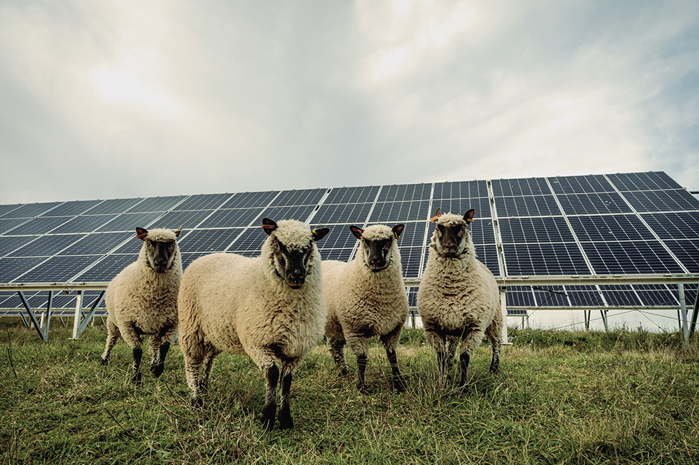 Four sheep standing  in front of a large solar panel.