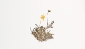 A photograph of a herbarium specimen shows a small, flat dry-preserved plant with small leaves topped with two small yellow flowers, located at the centre of a white background.