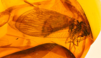 A close-up photograph of an insect fossil, with outlines of its wings, limbs and body embedded in a wavy amber material.