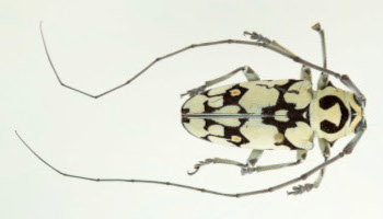 Une photographie d’un spécimen entomologique montre un insecte blanc avec des marques noires et deux antennes qui font presque deux fois la longueur de son corps.