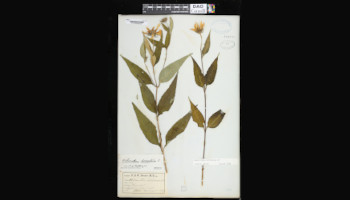 A photograph of a herbarium specimen shows two flat, dry-preserved sunflower plants with leaves and one flower each.