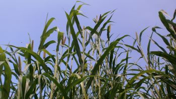 Image showing top of a field of millet plants, showing the seed pods.