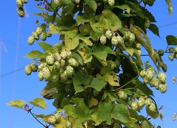 A large vine of hops growing in a hopyard.
