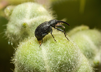 A strawberry blossom weevil sits perched on a closed bud.