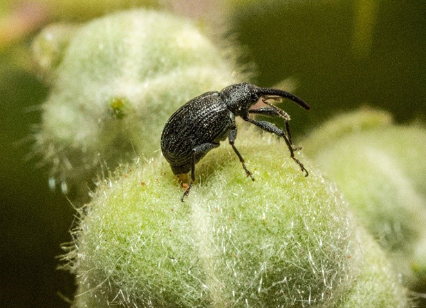 A strawberry blossom weevil sits perched on a closed bud.
